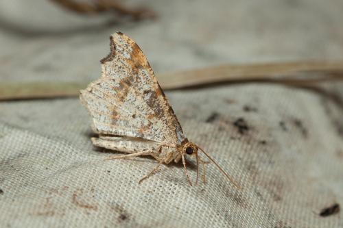 Macaria alternata