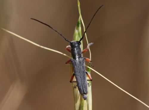 Réf. 208 790 : Phytoecia icterica