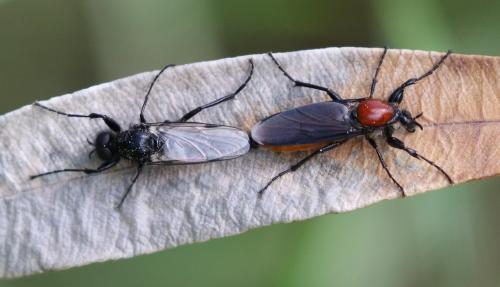 Réf. 208 874 : Bibio hortulanus