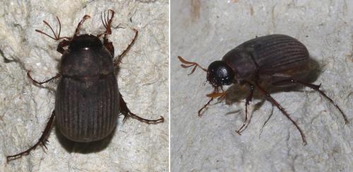 Maladera holosericea