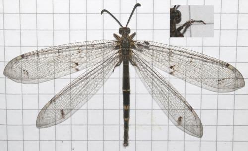 Réf. 208 227 : Distoleon tetragrammicus