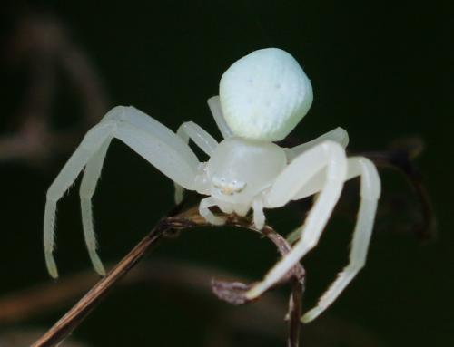 Misumena vatia