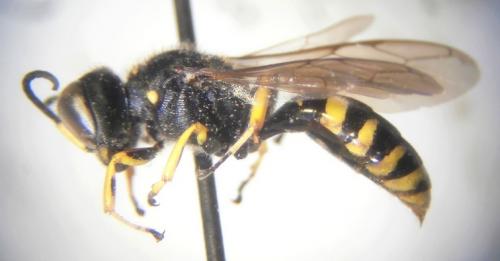 Réf. 208 670 : Ectemnius cephalotes