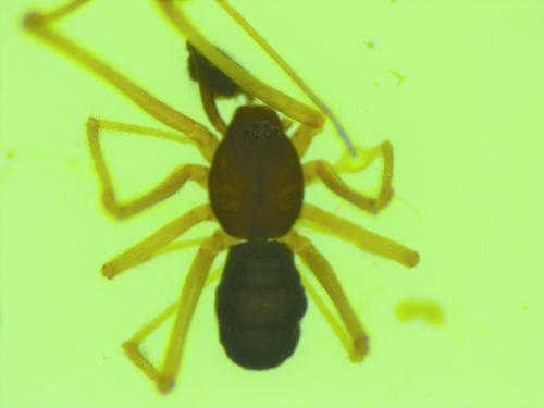 Neottiura bimaculata