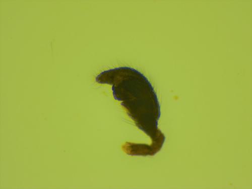 Neottiura bimaculata