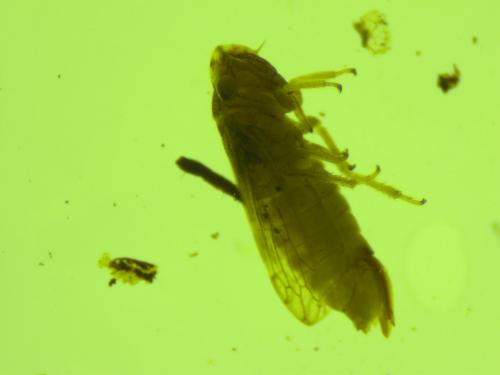 Megophthalmus sp.