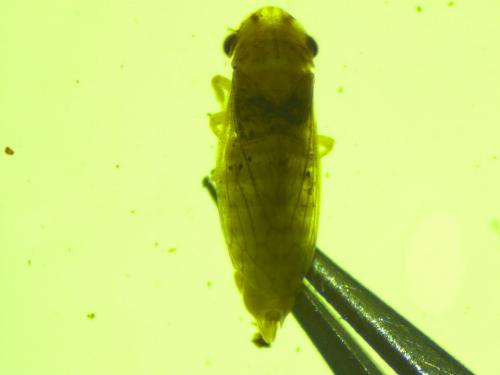 Megophthalmus sp.