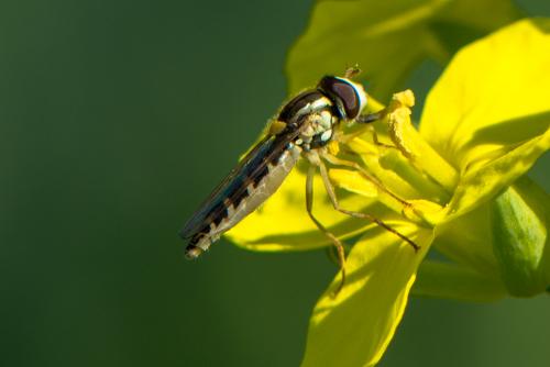 Réf. 208 989 : Sphaerophoria scripta