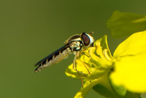 Réf. 208 947 : Sphaerophoria scripta