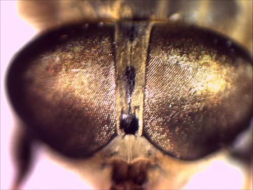 Tabanus maculicornis