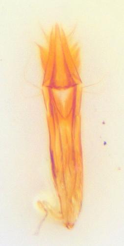Trixagus leseigneuri