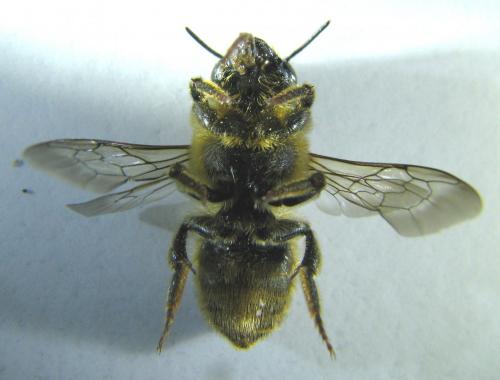 Megachile ericetorum
