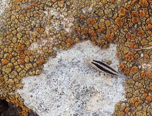 Réf. 208 316 : Machilinus sp.