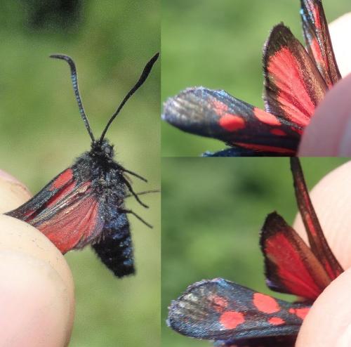 Réf. 208 358 : Zygaena viciae