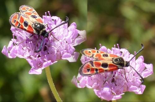 Zygaena hilaris