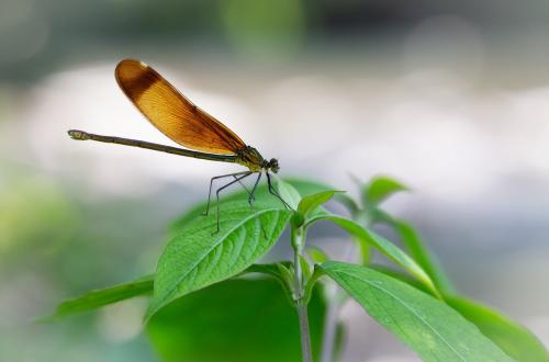 Réf. 208 190 : Calopteryx cornelia