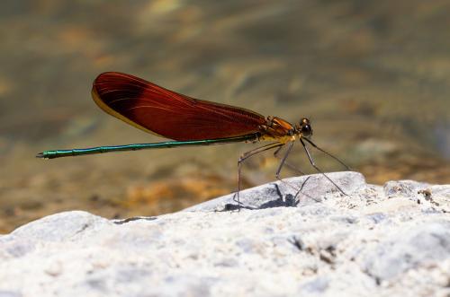Réf. 208 189 : Calopteryx cornelia
