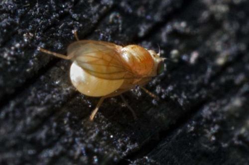 Chyromya flava