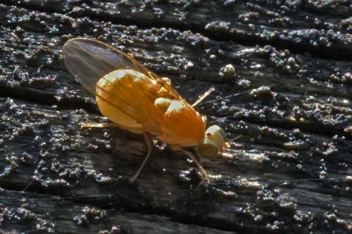 Chyromya flava