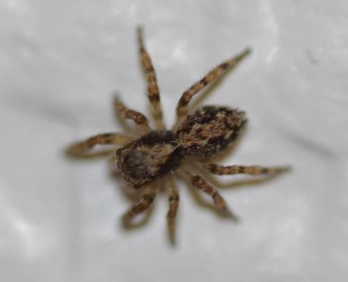 Pseudeuophrys lanigera