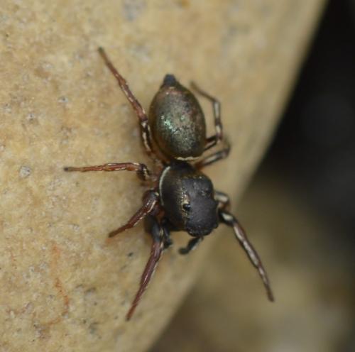 Réf. 208 923 : Heliophanus auratus