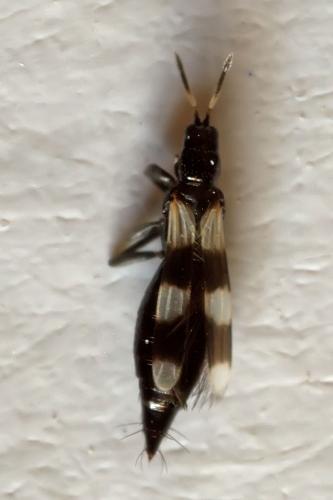 Aeolothrips sp.