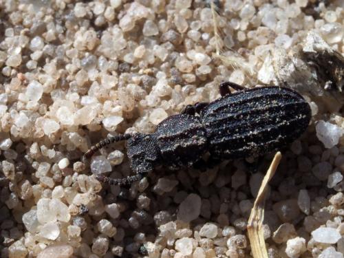 Adelostoma sulcatum
