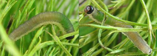 Ametastegia carpini