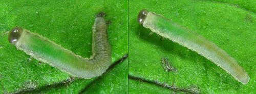 Ametastegia carpini