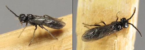 Ametastegia carpini