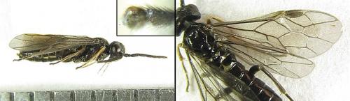 Ametastegia carpini