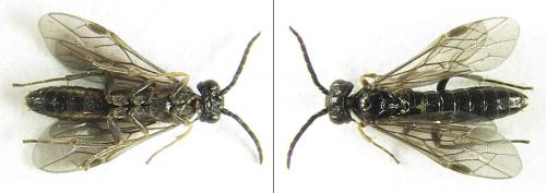 Ametastegia carpini