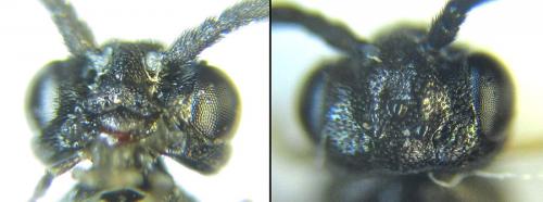 Ametastegia carpini
