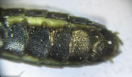 Ametastegia carpini