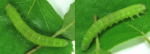 Euura ampla