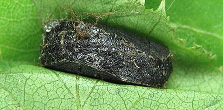 Euura ampla