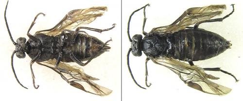Euura ampla