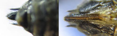 Euura ampla