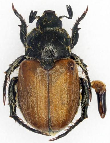 Brancoplia klapperichi