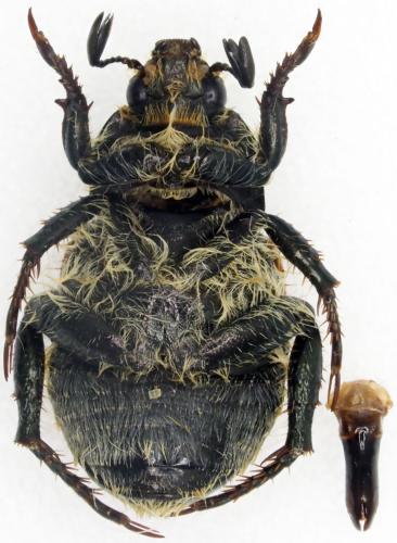 Brancoplia klapperichi