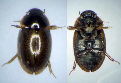 Anacaena lutescens