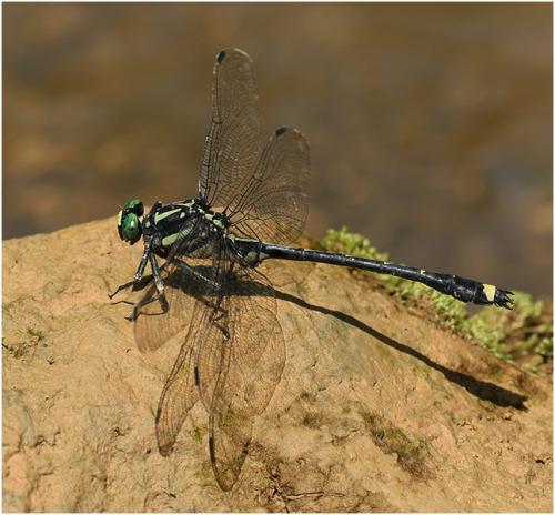 Réf. 208 678 : Asiagomphus pacificus