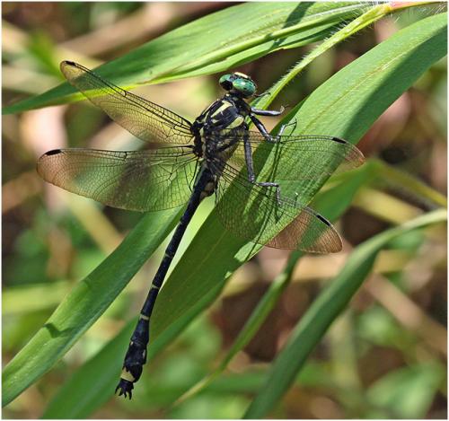 Réf. 208 679 : Asiagomphus pacificus