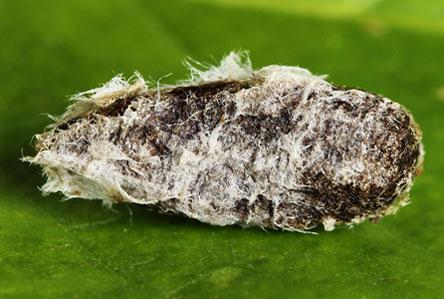 Euura bergmanni