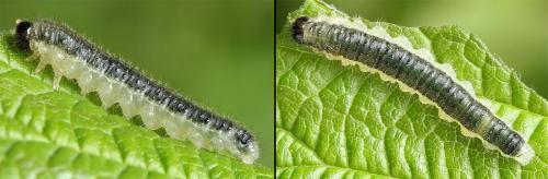Priophorus brullei