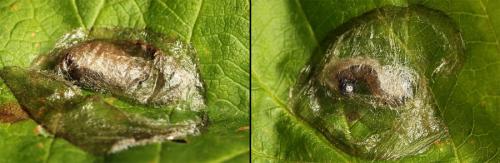 Priophorus brullei
