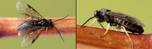 Priophorus brullei