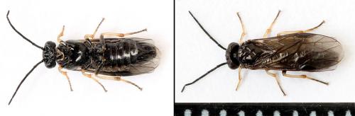 Priophorus brullei