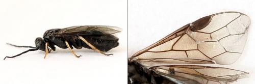 Priophorus brullei