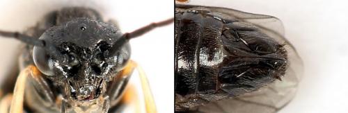 Priophorus brullei